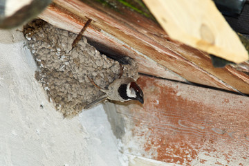 House Sparrow, Passer domesticus
