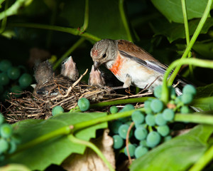 Linnet, Acanthis cannabina, Carduelis