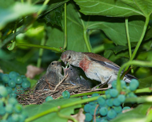 Linnet, Acanthis cannabina, Carduelis
