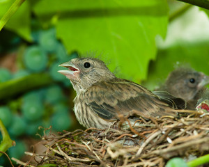 Linnet, Acanthis cannabina, Carduelis