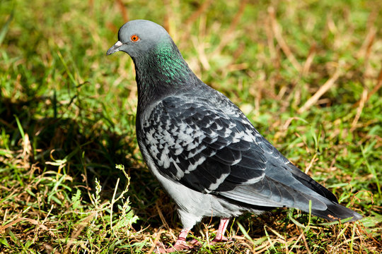 Rock Dove, Pigeon, Columba livia