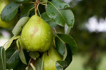 Organic Pear