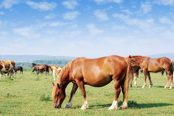 Fototapeta na wymiar horse on pasture