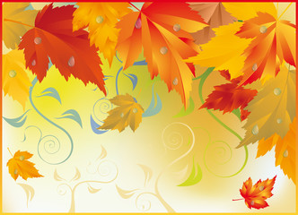 Autumn maple card, vector