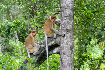 Proboscis monkey © Kjersti