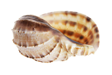 Conch Seashell