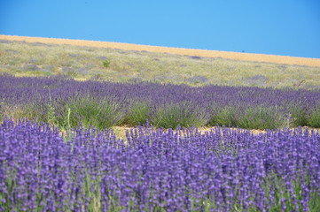 Fototapeta na wymiar Lavender Feld Provence