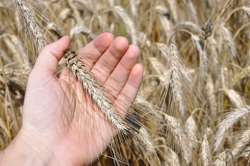 Fototapeta na wymiar Wheat ear in the hand