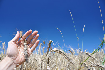 Wheat ear in the hand