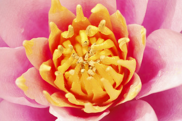 Fototapeta na wymiar Lotus