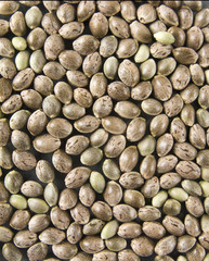 Hemp seed