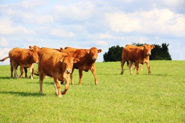 Limousin Cattle In Evening Sunlight