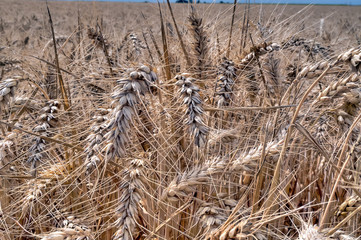 Fototapeta premium Blés