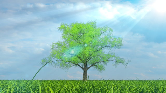 Tree growing on green field under the sun timelapse animation
