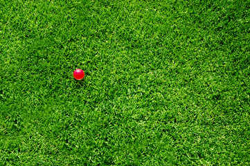Naklejka premium green grass pink ball
