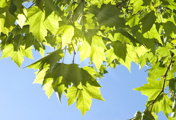 Sun in the leaves