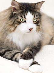 gatto Norvegese delle Foreste