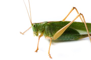 insect