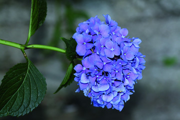 Hortensia azulada