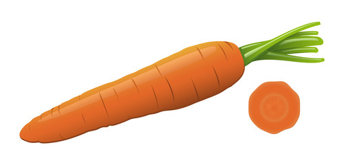 An isolated vector carrot and a slice