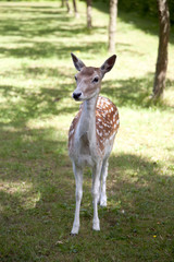 Deer in the garden