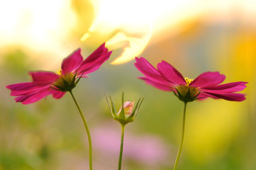 夕日とコスモス