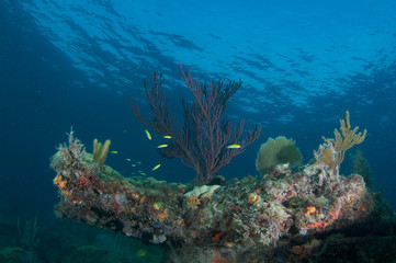 Fototapeta na wymiar Skład Reef Coral