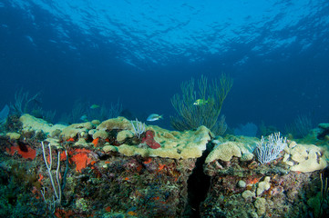 Fototapeta na wymiar Coral Compostion Ledge
