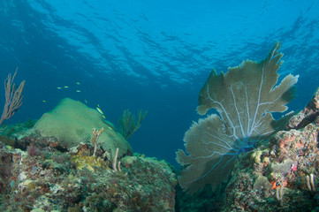 Obraz premium Coral Reef Composition