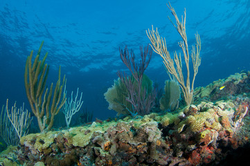 Fototapeta na wymiar Coral Compostion Ledge