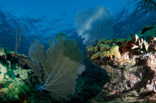 Coral Ledge, with Sea Fan in Foreground