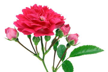 Isolated  pink rose with buds
