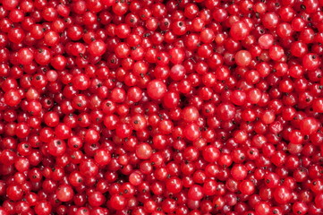 Berries of a red currant