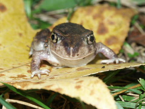 Spadefoot Toad (Scaphiopus holbrookii) - Illinois