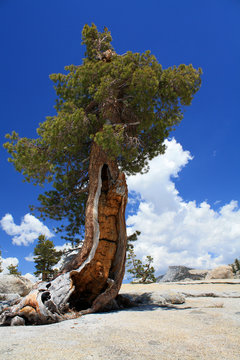 Lone pine on granite