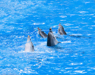 Quatre dauphins jouant avec des cerceaux
