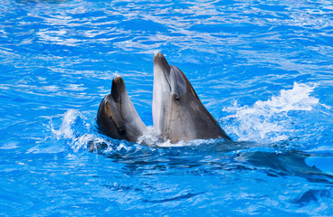 Couple of dolphins dancing