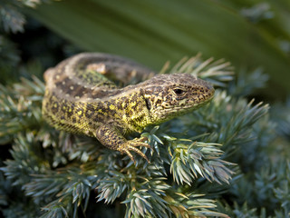 Zauneidechse - Lacerta agilis