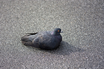 Grey pigeon sitting on asphalt