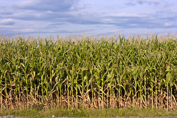 Maize field with cloudy sky