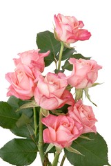 posy of pink roses