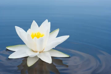 Papier Peint photo Lavable fleur de lotus lilly blanc sur le lac