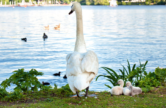 Eine Schwanenfamilie an der Hamburger Au&szlig;enalster