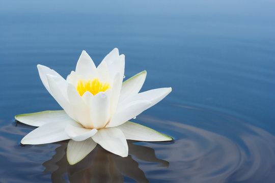 Fototapeta white lilly on lake