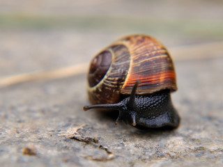 snail on concrete