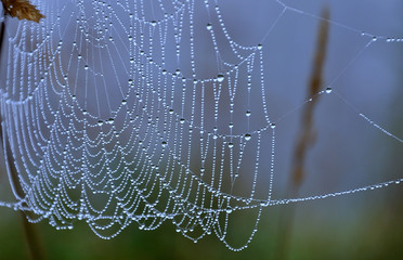 spiderweb