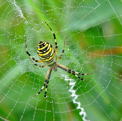 spider in her spiderweb