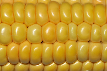 Corn kernels. Pure natural background or texture