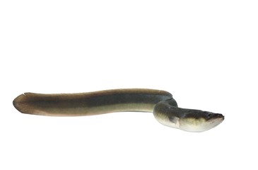 eel