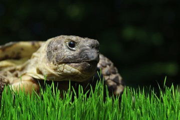 grassland tortoise